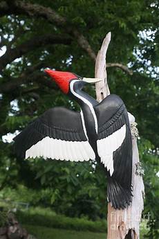 Woodpecker Paint