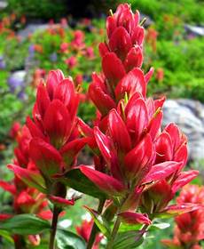 Paintbrushes