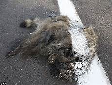 Road Line Paints