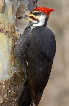 Woodpecker Paint